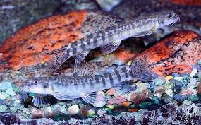 Image result for Phyllorachis