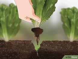 We discuss when you should harvest your romaine, take a. How To Harvest Romaine Lettuce 11 Steps With Pictures Wikihow