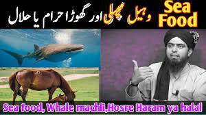 So, muslims cannot eat foods that are not 'halal'. Sea Food Horse Whale Machli Haram Ya Hidayat Ka Rasta Facebook
