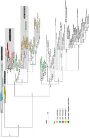 Image result for Cissus welwitschii