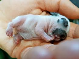 39 Baby Kaninchen Bilder Besten Bilder Von Ausmalbilder