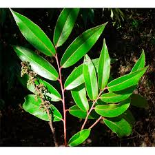 Image result for Sladeniaceae