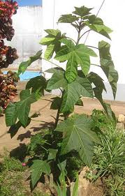 Image result for Jatropha curcas