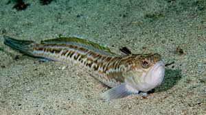 Saterra st jean sex then she went down and spoiled me with