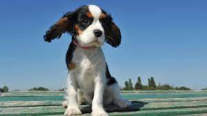 5 Things You Didn T Know About Cavalier King Charles Spaniels Pet Health Insurance Tips