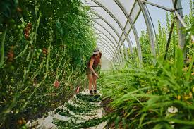 Ultimate Guide to Greenhouse Farming for Market Gardeners - 2025 - The  Market Gardener