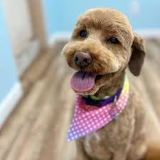 Petco Sehome, Bellingham, WA