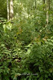 Image result for Agarista