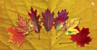 Fun color changing flower science and stem for kids! Why Do Leaves Change Color The Kid Should See This