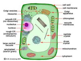 We did not find results for: Plant Cell Organelle Extension Teaching Resources