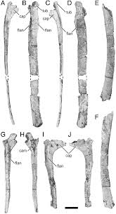 Sau khi đặt mua trong livestream, khách hàng ở các vùng có điểm trung chuyển cam đã được thiết lập có thể giao trong ngày. Https Bioone Org Journals Journal Of Vertebrate Paleontology Volume 37 Issue 4 02724634 2017 1343250 The Second Titanosaurian Dinosauria Sauropoda From The Middle Cretaceous 10 1080 02724634 2017 1343250 Pdf