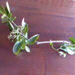 Image result for Hymenodictyon parvifolium