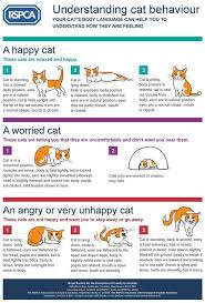 Cat Behavior Explained Know Their Moves Cat Behavior Cat Body Cat Language