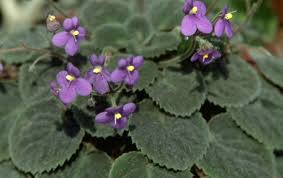 Image result for Saintpauliopsis