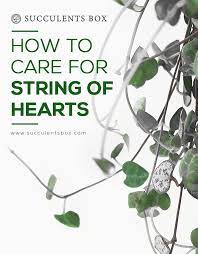 Pin On Gardening Ideas Tips