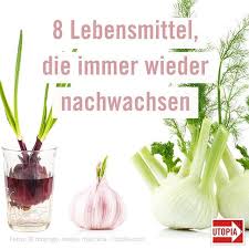 Gemuse Selber Ziehen 8 Lebensmittel Die Immer Wieder Nachwachsen Gemuse Anpflanzen Nachwachsen Gemuse Gemuse Anbauen