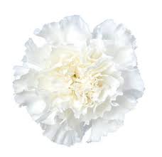 White Carnations Carnation Flower Wedding Flowers Flowers Near Me Carnation Flower White Carnation Carnations