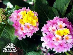 Lantana Landmark Rose Glow Lantana Plant List Garden Center