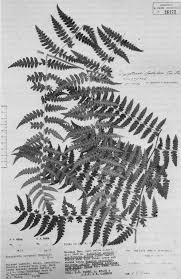 Image result for Dryopteris kilemensis