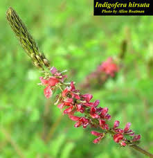 Image result for Indigofera hirsuta