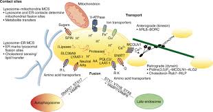 Image result for AA VW Transporter Yellow 2005 AA