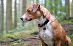 Image result for Harrier dog