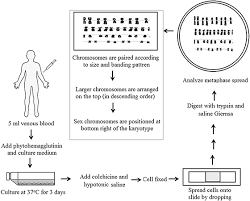Apoptosis cell growth, differentiation and. Characterization Of Cultured Cells Book Chapter Iopscience