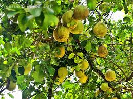 Pagesbusinessesshopping & retailhome & garden storegarden centerdwarf fruit trees/rare fruit trees in containers. Tropical Fruit Facts And Legends Pomelo The Fruit Of Reunion A Traveler S Tale