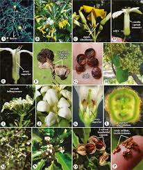 Image result for Aphloiaceae