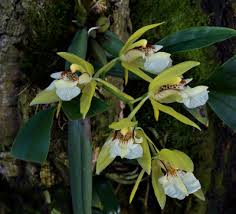 Image result for Diaphananthe vesicata