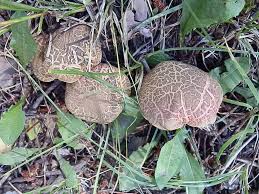 Image result for Xerocomellus diffractus