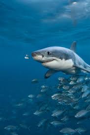 Image result for Shark