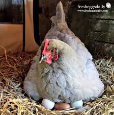 Effective ways to get hen sit on the eggs longer. How Often Should I Turn My Hatching Eggs Fresh Eggs Daily