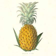 Check spelling or type a new query. The Rise Fall And Rise Of The Status Pineapple Bbc News