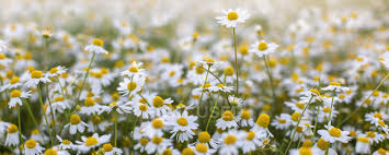 Maybe you would like to learn more about one of these? Close Up Of Blooming Field Of Daisies Flowers Fresh Produce Non Urban Scene Stock Photo 309809034