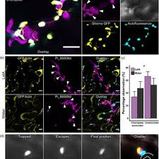 Image result for Mesanthemum glabrum