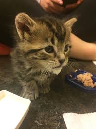 Many people feed cats with milk, especially for young kittens. Daily Kitten On Twitter This Cat Has A Magnificent Milk Beard Cleaning The Cat S Face With A Napkin Ruins The Beard Don T Ruin The Beard