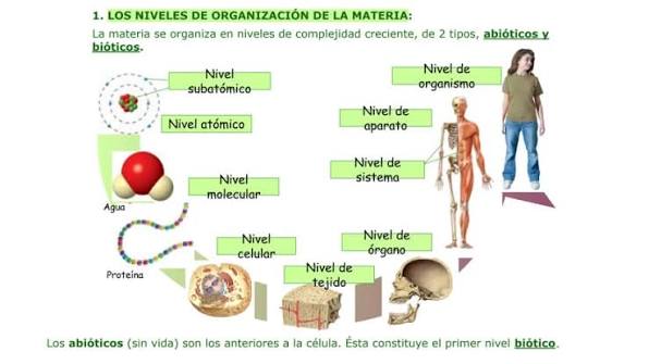 Explicado sencillamente: La Célula y su División: Mitosis y Meiosis  (Biología y Geología) - Knowunity