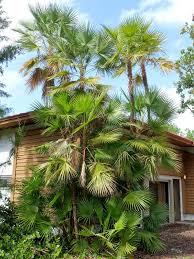 Image result for Acoelorrhaphe wrightii