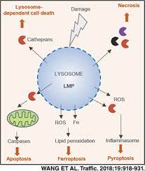 Maybe you would like to learn more about one of these? Lysosomal Membrane Permeabilization And Cell Death Wang 2018 Traffic Wiley Online Library