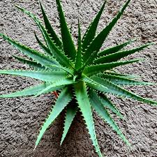 Image result for Aloe arborescens