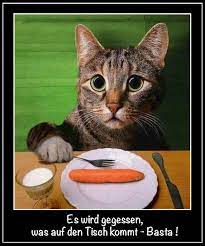 es wird gegessen was auf den tisch kommt cats cats and kittens funny animals