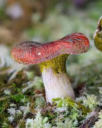 Image result for Blotiella trichosora