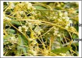Image result for Cuscuta hyalina
