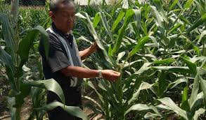Maybe you would like to learn more about one of these? Cara Budidaya Jagung Bebas Penyakit Bulai Beserta Analisa Usaha