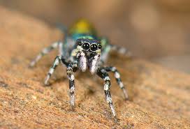 Salticus Peckhamae Bugs And Insects Jumping Spider Interesting Animals