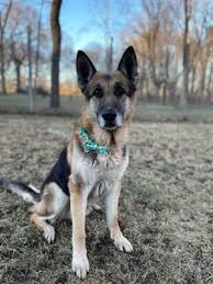 Paw prints animal hospital in lafayette, indiana is a full service companion animal hospital. Dogs For Adoption Near Lafayette In Petfinder