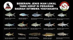 Jenis Jenis Ikan Lokal Di Yogyakarta Youtube