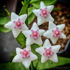 Image result for hoya plant flower