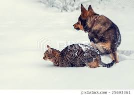 German shepherd dog and cat scottish straight standing together. Cat And Dog Playing Together On The Snow Stock Images Page Everypixel